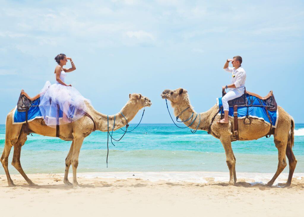 Nigeria wedding tradition camel dance