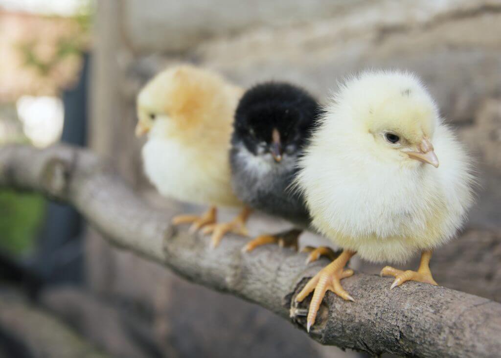 Mongolia wedding tradition kill baby chicken