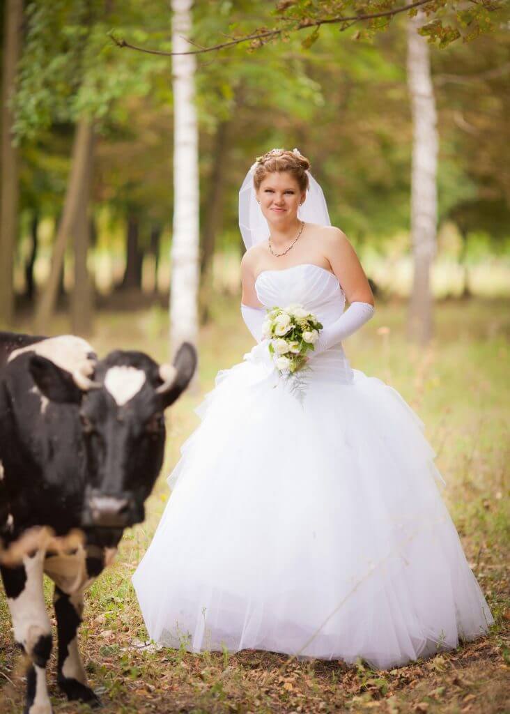 Zimbabwe cow wedding tradition