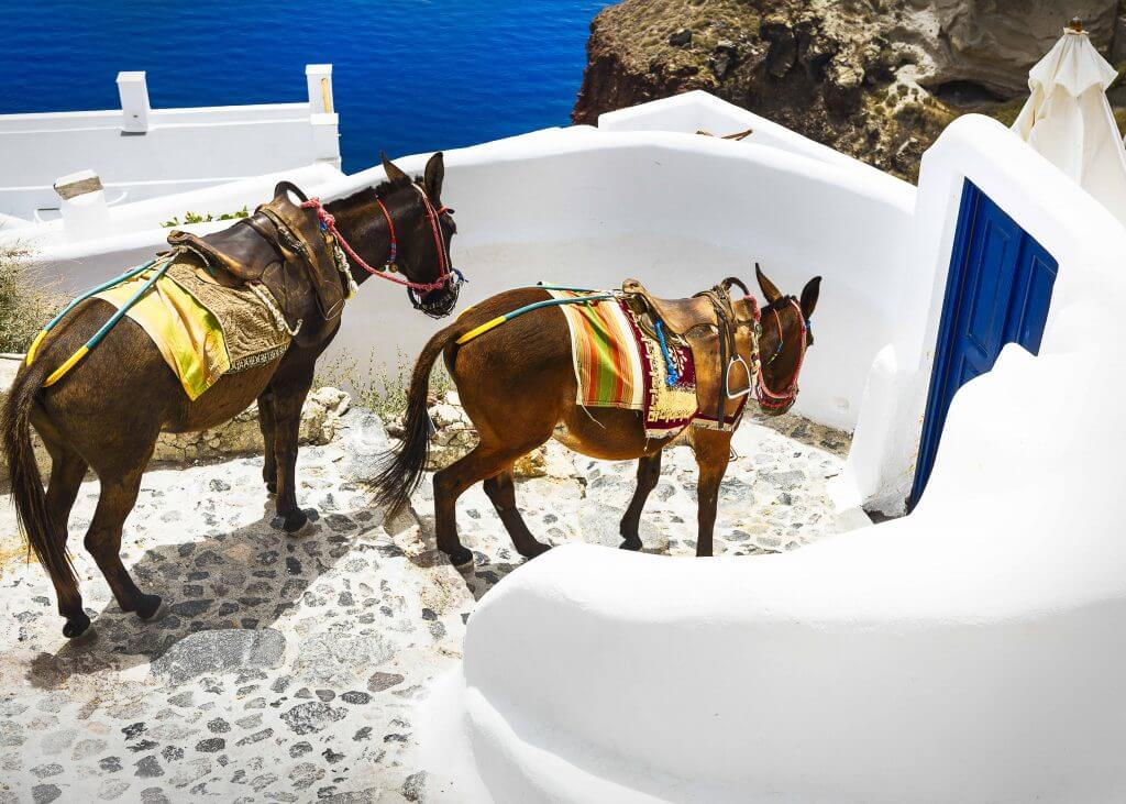 donkey wedding transportation idea